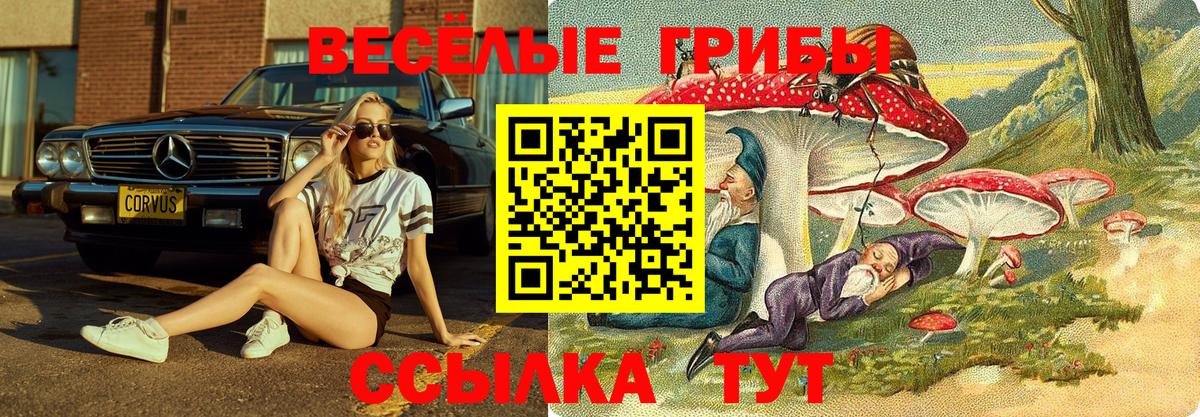 Псилоцибиновые грибы Psilocybe Рузаевка